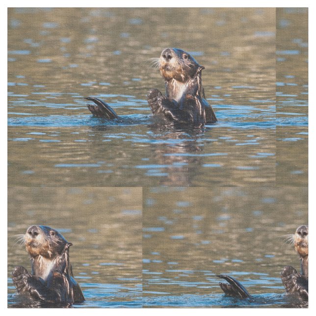 Solig havsutter tyg (Närbild)