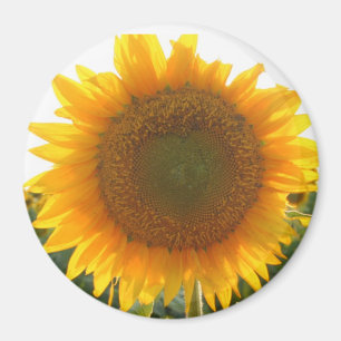 Solig hjärta magnet