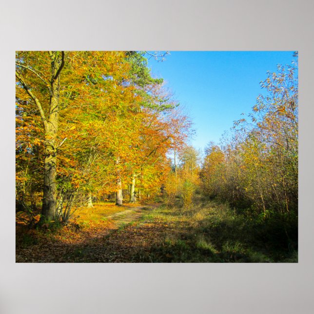 Solig höstskog - Personlig Poster (Framsidan)