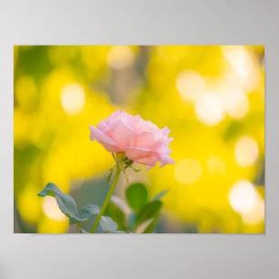 Solig Rosa Ros Glädje - Gyllen Bokeh Dröm Poster