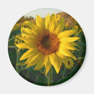 Solig solrosmagnet magnet