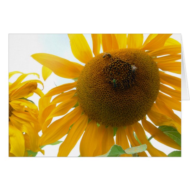 Soliga bin hälsningskort (Framsidan Horizontal)