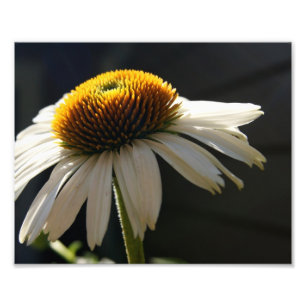 Soligt fotografiskt tryck för daisy 10x8