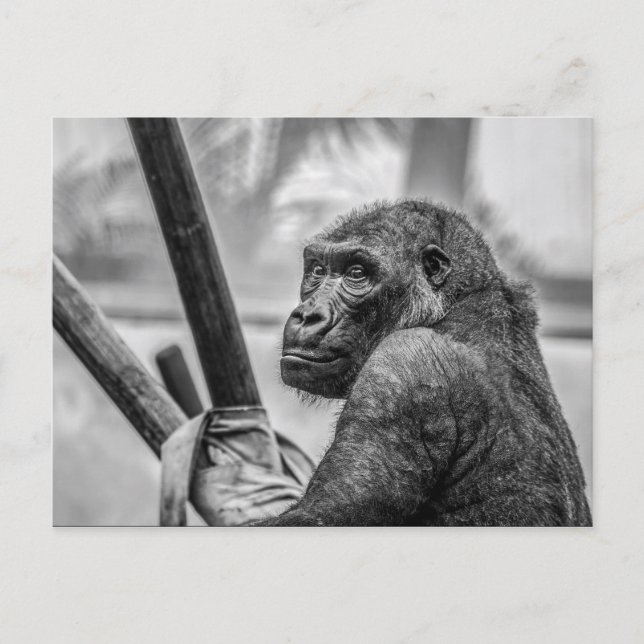 Solitary Gorilla Vykort (Framsida)