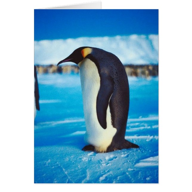 Solitary Penguin Hälsningskort (Framsidan)