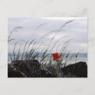 Solitary Poppy, Lindisfarne, England - Postcard Vykort