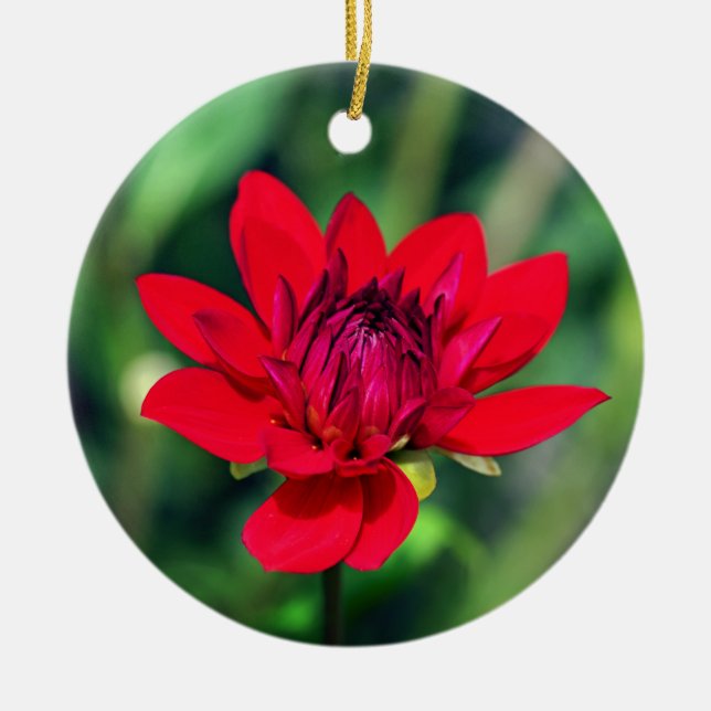 Solitary Red Dahlia Flower Wisley Motivational Julgransprydnad Keramik (Framsidan)