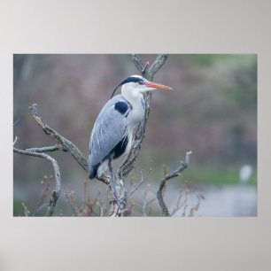 Solitary Watcher Grått Heron Poster