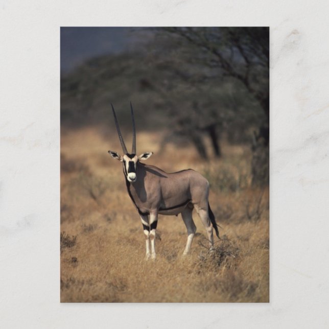 Solitory Antelope Vykort (Framsida)
