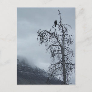 Solitory Raven Vykort