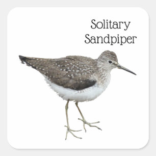 Solitory Sandpiper Fyrkantigt Klistermärke