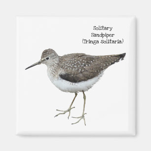 Solitory Sandpiper Magnet