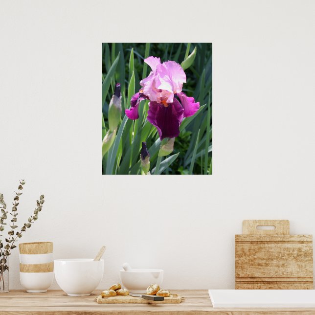 Solkysst Rosa Iris Blomma Poster (Kök)