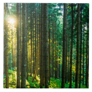 Solljus genom Forest Träd Kakelplatta