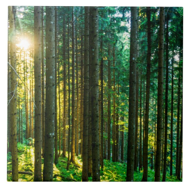 Solljus genom Forest Träd Kakelplatta (Framsidan)