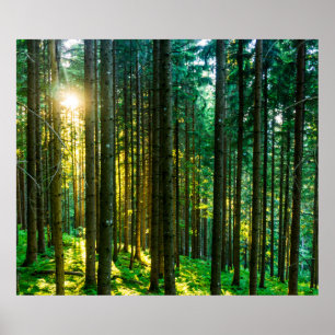 Solljus genom Forest Träd Poster