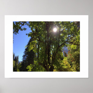 Solljus genom fotot i Träd Yosemite Färg Poster