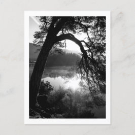 Solljus genom Gräs, Derwentwater Vykort