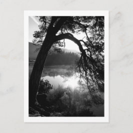 Solljus genom Gräs, Derwentwater Vykort