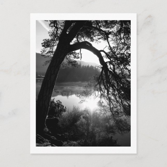 Solljus genom Gräs, Derwentwater Vykort (Framsida)