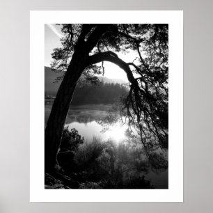 Solljus genom Gräs Poster