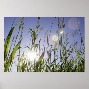 Solljus genom gräs poster