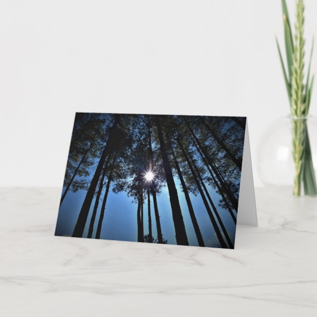 Solljus genom Gräs Träd, kort (Framsida)