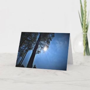 Solljus genom Gräs Träd, kort