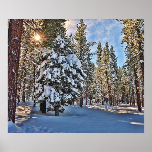 Solljus genom skog poster (Framsidan)