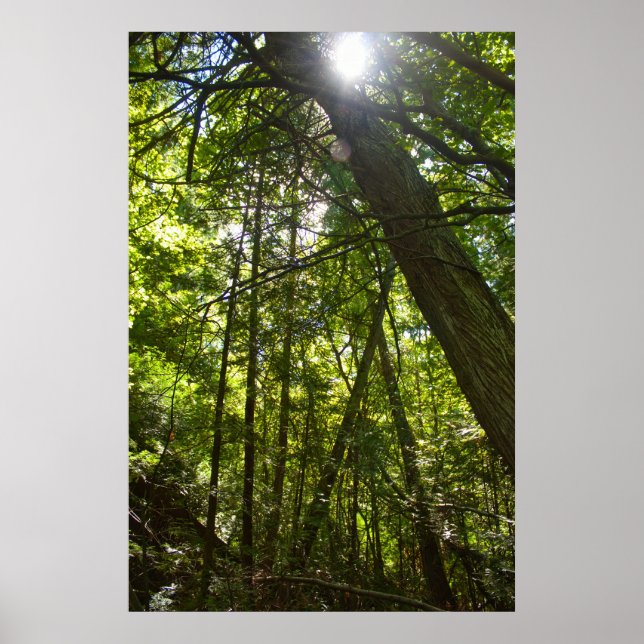 Solljus genom skogskronor poster (Framsidan)