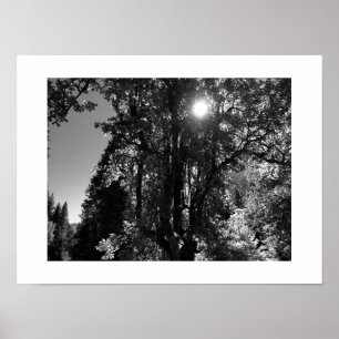 Solljus genom Träd Black and White Photo Poster