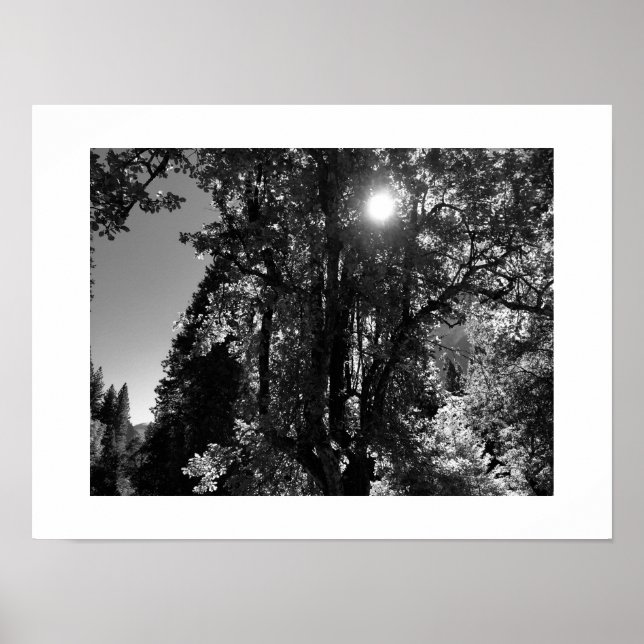 Solljus genom Träd Black and White Photo Poster (Framsidan)