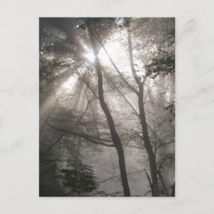Solljus genom Träd Mörk Woodland Vykort
