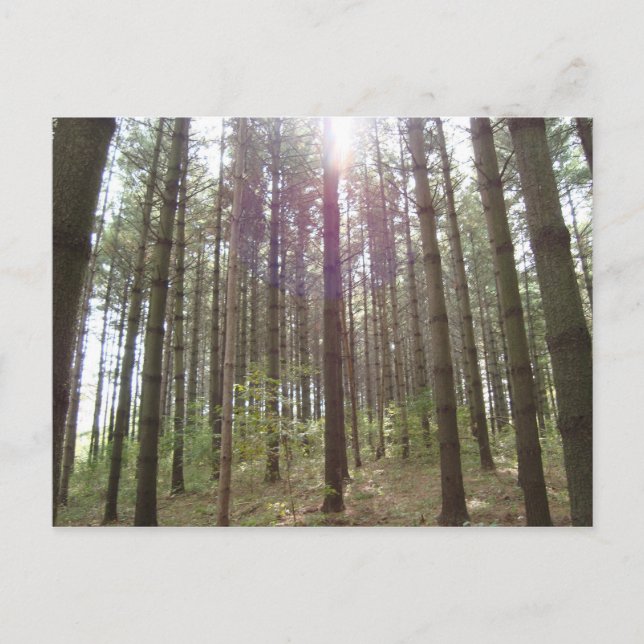 Solljus i tallarna vykort (Framsida)