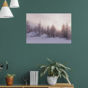 Solljus och granar skog poster