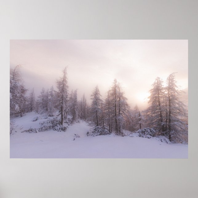 Solljus och granarskog poster (Framsidan)