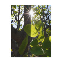 Solljus och pistaschmandlar