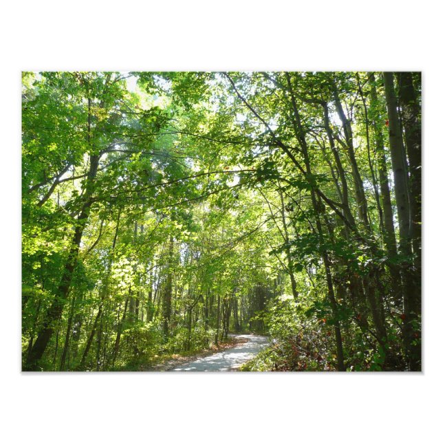 Solljus på träbelagd Väg vid Centennial Park Fototryck (Framsidan)