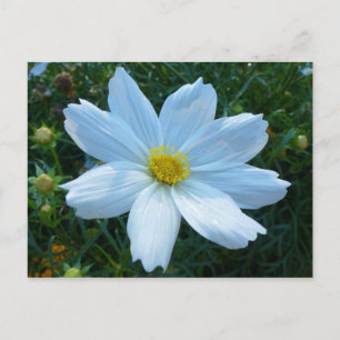 Solljus på Vita Cosmos Blommor Vykort