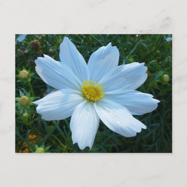 Solljus på Vita Cosmos Blommor Vykort (Framsida)
