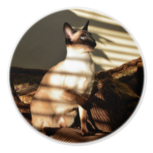 Solljus skuggar den Siamese katten Knopp