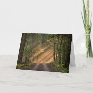 Solljus som är glänsande till och med en skog kort