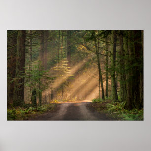 Solljus som är glänsande till och med en skog poster