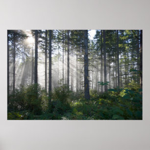 Solljus som bryter till och med en dimmig skog poster