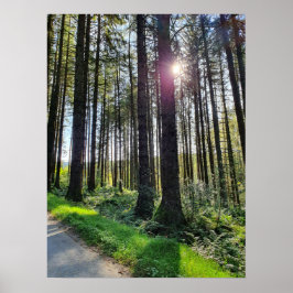 Solljus som kommer genom Forest Träd Poster