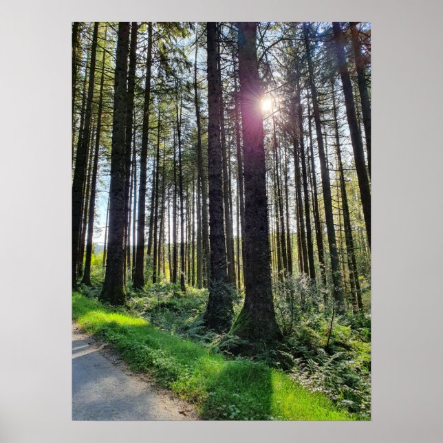 Solljus som kommer genom Forest Träd Poster (Framsidan)