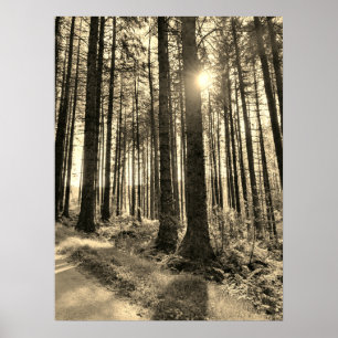 Solljus som kommer genom Forest Träd Poster