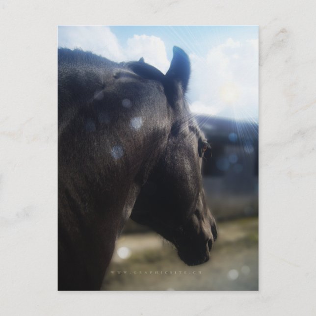 Solljus - vykort (Framsida)