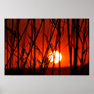 Solnedgång bakom bambu poster