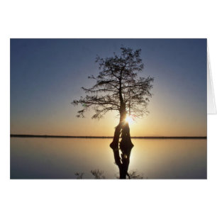 Solnedgång bakom Träd Hälsningskort